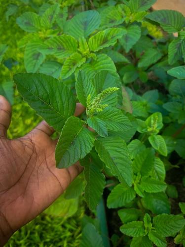 Feuille d'Amarante (inyabutongo)