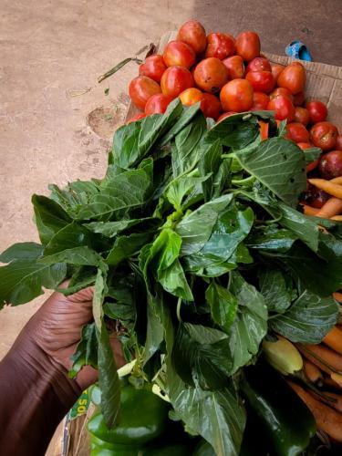 Feuille d'Amarante (inyabutongo)