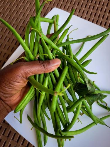 Haricots verts (Imiteja)