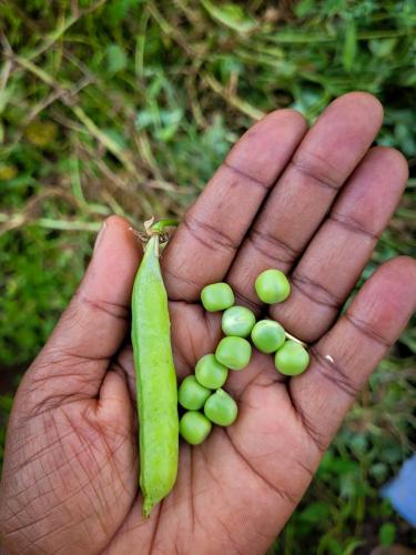 Petit pois (amashaza)