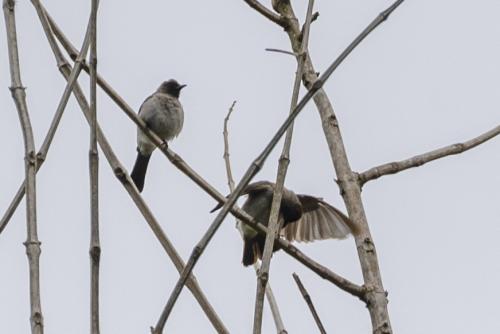 Bulbul des jardins