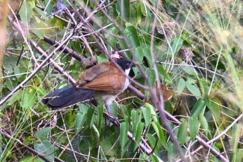 Coucal du Sénégal