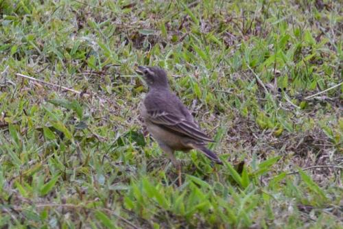 Pipit à dos uni (Pas certain)