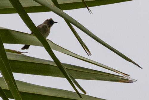 Bulbul des jardins