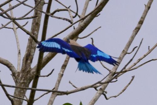 Rollier à ventre bleu en vol