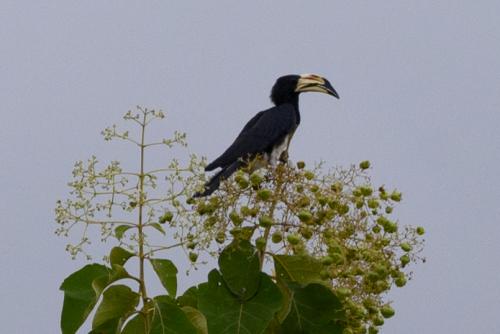 Calao brévibande