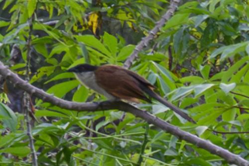 Coucal du Sénégal